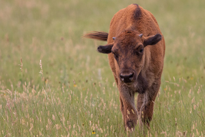 Bison Calf - Photo by Grace Yoder
