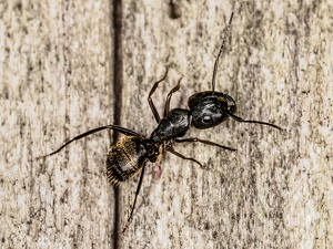 Black Ant - Photo by Frank Zaremba, MNEC