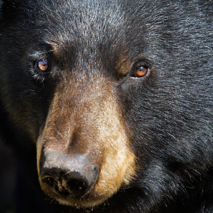Black Bear Close UPO - Photo by Danielle D'Ermo