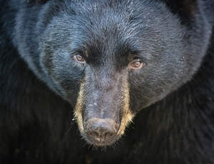 Black Bear - Photo by Danielle D'Ermo