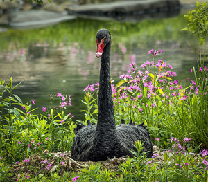 Black Swan Nesting - Photo by Mary Anne Sirkin