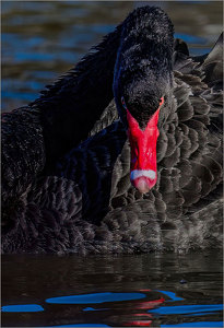 Black Swan Stare - Photo by John Straub