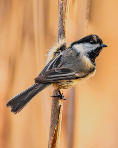 Black toped Chickadee on cat tail - Photo by Frank Zaremba, MNEC