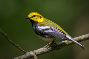 Black-throated Green Warbler - Photo by Jeff Levesque