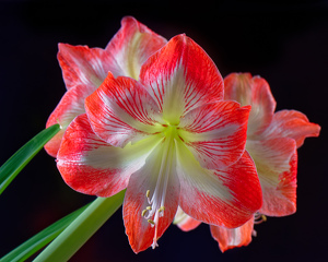 Blooming Amaryllis - Photo by John McGarry