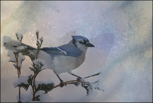 Blue Bird - Photo by Danielle D'Ermo