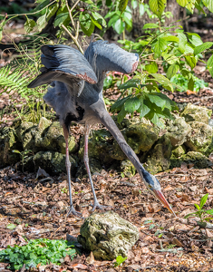 Blue Heron Looking for Lunch - Photo by Lorraine Cosgrove