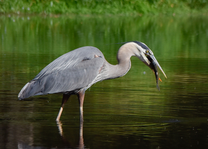 Blue Heron With a Trout - Photo by Lorraine Cosgrove