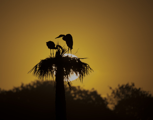 Blue Herons at Sunrise - Photo by Danielle D'Ermo