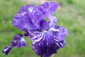 Blue Iris - Photo by James Haney