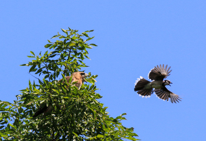 Blue Jay harassing Red Tail Hawk - Photo by Nancy Schumann