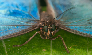 Blue Morpho Butterfly - Photo by Linda Fickinger
