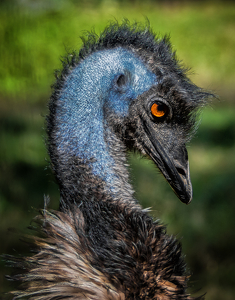 Blue Neck Emu - Photo by Lorraine Cosgrove