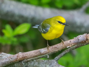 Blue-winged Warbler...on a Stick - Photo by Eric Wolfe