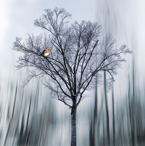 Bluebird in a gray world - Photo by Bert Sirkin