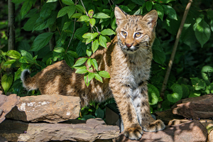 Bobcat - Photo by John Clancy