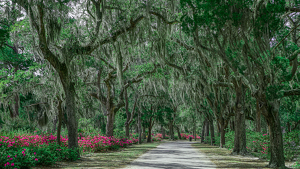Bonaventure Cemetery Roadway, Savannah Ga - Photo by Jim Patrina