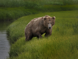 Brown Bear - Photo by Danielle D'Ermo