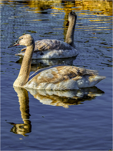 Brown Swans - Photo by Frank Zaremba, MNEC