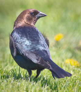 Brown-headed cowbird - Photo by Merle Yoder