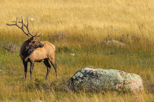 Bull Elk Late Afternoon - Photo by John McGarry