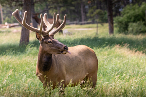 Bull Elk raspberry - Photo by Nancy Schumann