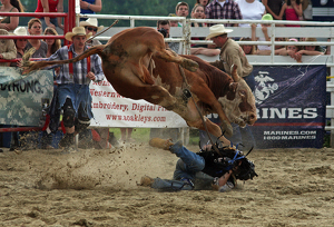Bull wins this round - Photo by Ron Thomas