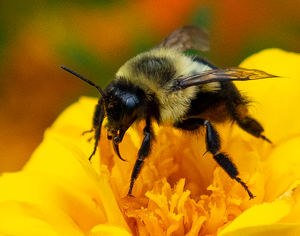 Bumble-Bee - Photo by Linda Miller-Gargano