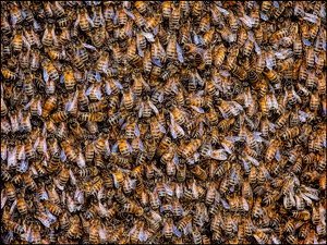 Class B 2nd: Busy as a Bee by Merle Yoder