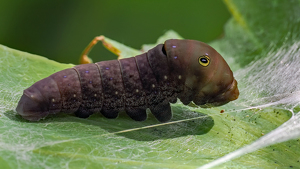 Busy Caterpillar - Photo by Karin Lessard