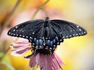 Butterfly - Black Swallow Tail - Photo by Frank Zaremba, MNEC