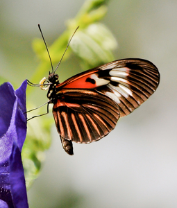 Butterfly Breakfast - Photo by Linda Fickinger