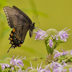 Butterfly Landing - Photo by Quyen Phan