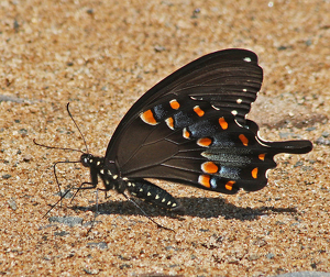 Butterfly on ground - Photo by Ron Thomas