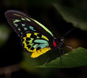 Butterfly - Photo by Kevin Hulse