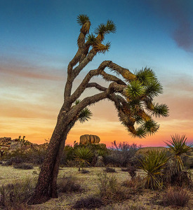 Class A 1st: California Desert Sunset by Mary Anne Sirkin