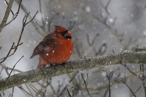 Class B 2nd: Cardinal on a dreary day by Nancy Schumann