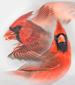 Cardinal Snowy Day Composite - Photo by John Straub