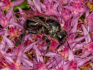 Carpenter Bee - Photo by Frank Zaremba, MNEC
