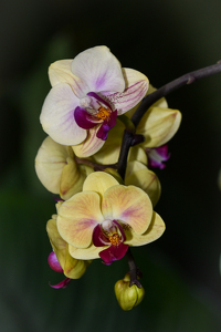Cascading Orchids - Photo by Lorraine Cosgrove