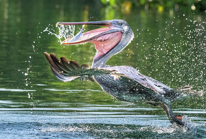 Catch of the day - Photo by Bert Sirkin