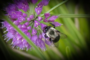 Catching a Buzz! - Photo by Mark Tegtmeier