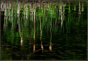 Cattail Reflections - Photo by Bruce Metzger