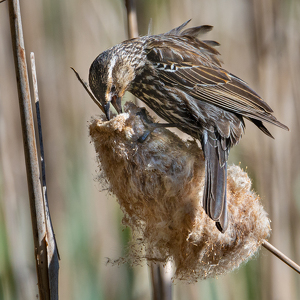 Cattails for Lunch - Photo by Bill Payne