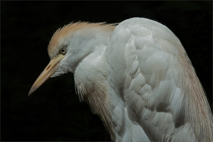 Cattle Egret - Photo by Bill Latournes