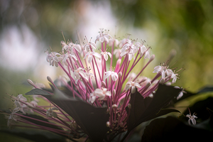 Cedar Flower - Photo by Peter Rossato