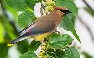 Cedar Waxwing in the Mulberry Tree - Photo by Libby Lord