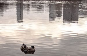 Central Park Reflections - Photo by Jim Patrina