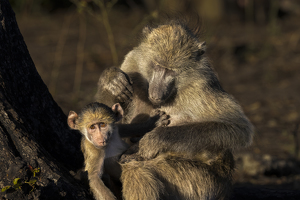 Chacma Baboon Mother and Baby - Photo by Nancy Schumann