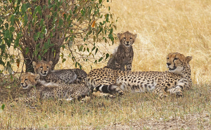 Class B 1st: Cheetah Family Portrait by Ken Case